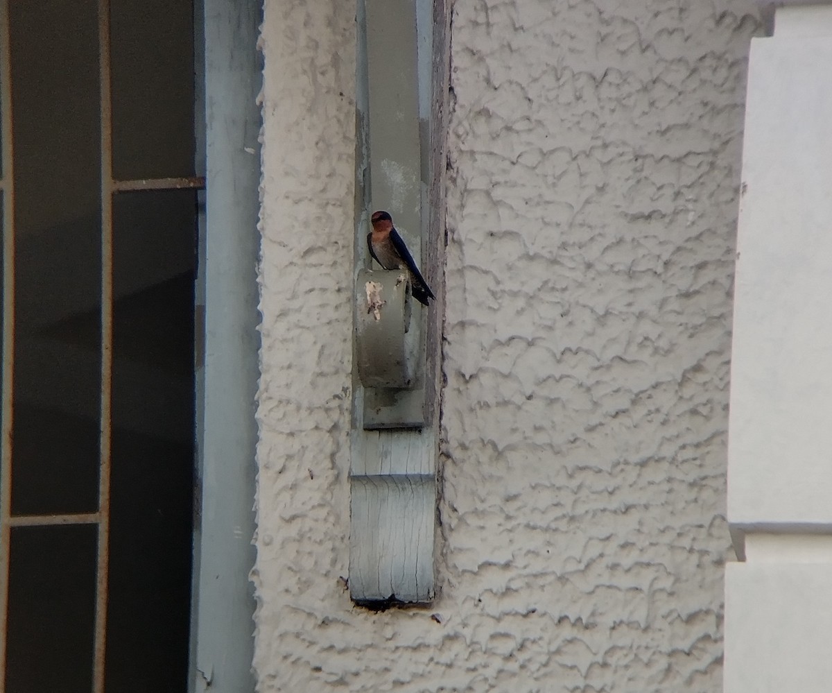 Pacific Swallow - ML643070028