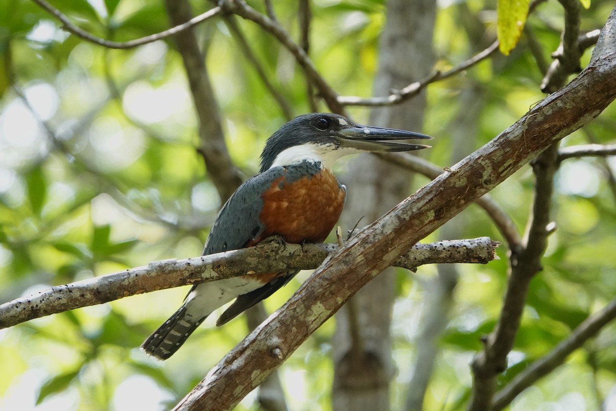 Ringed Kingfisher - Jordan Gunn