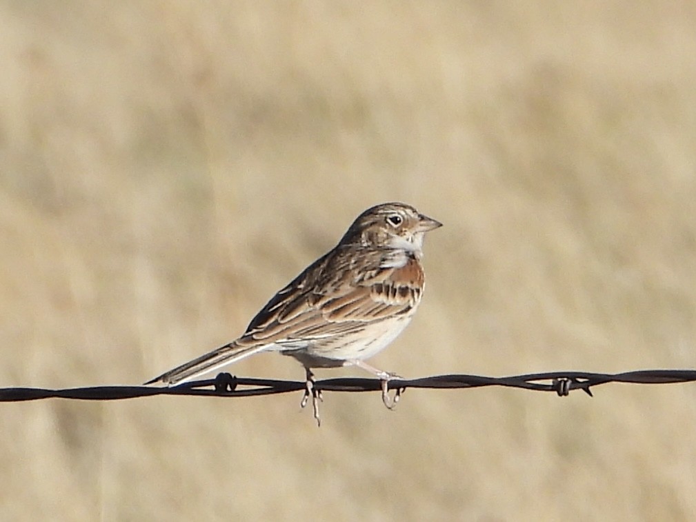 Vesper Sparrow - ML643070050