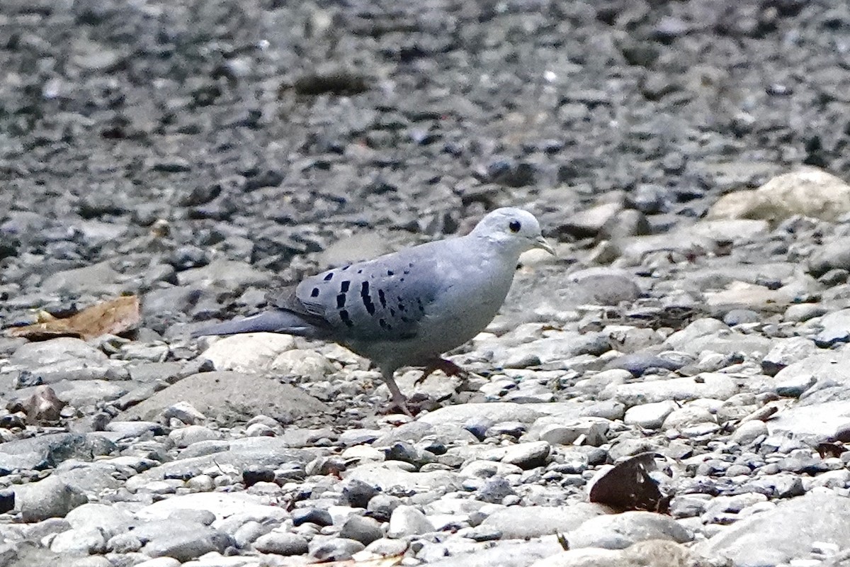 Colombe bleutée - ML643070098