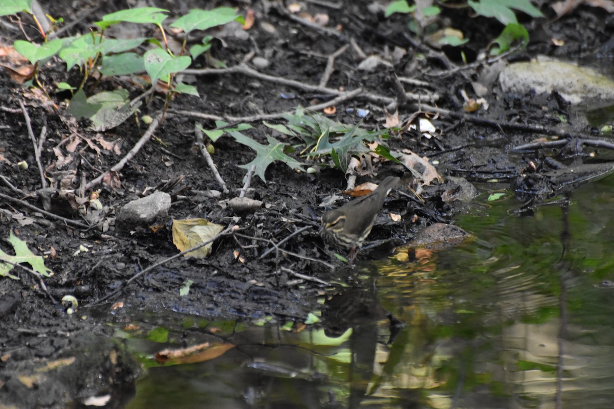 Northern Waterthrush - ML643070153
