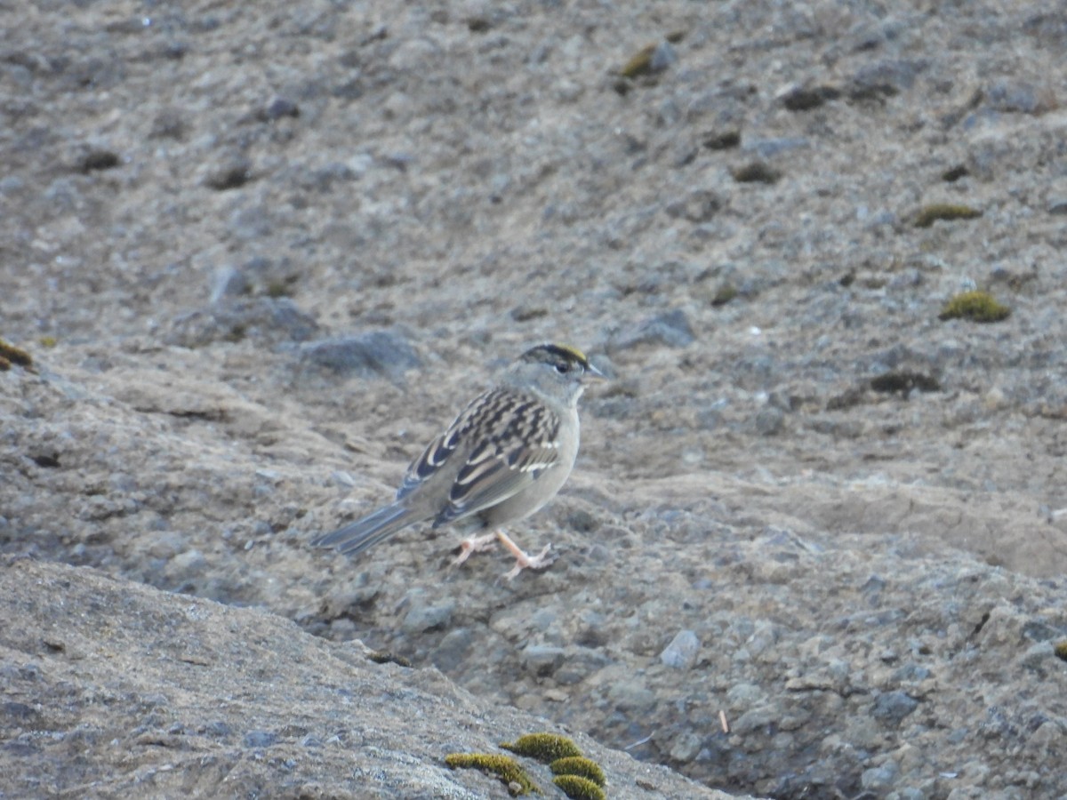 Bruant à couronne dorée - ML643070187