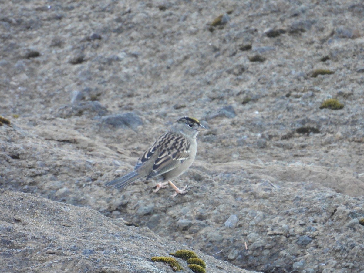 Bruant à couronne dorée - ML643070190