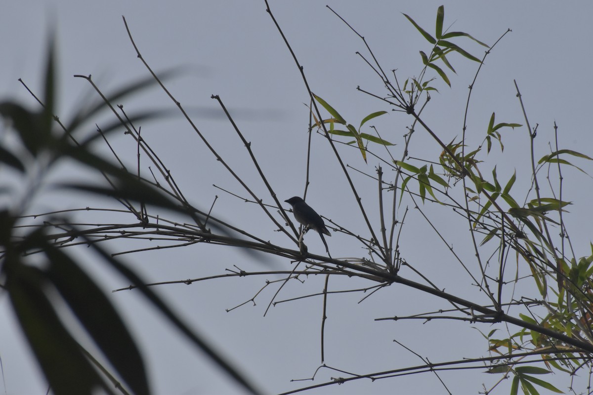 askedrongo - ML643070197