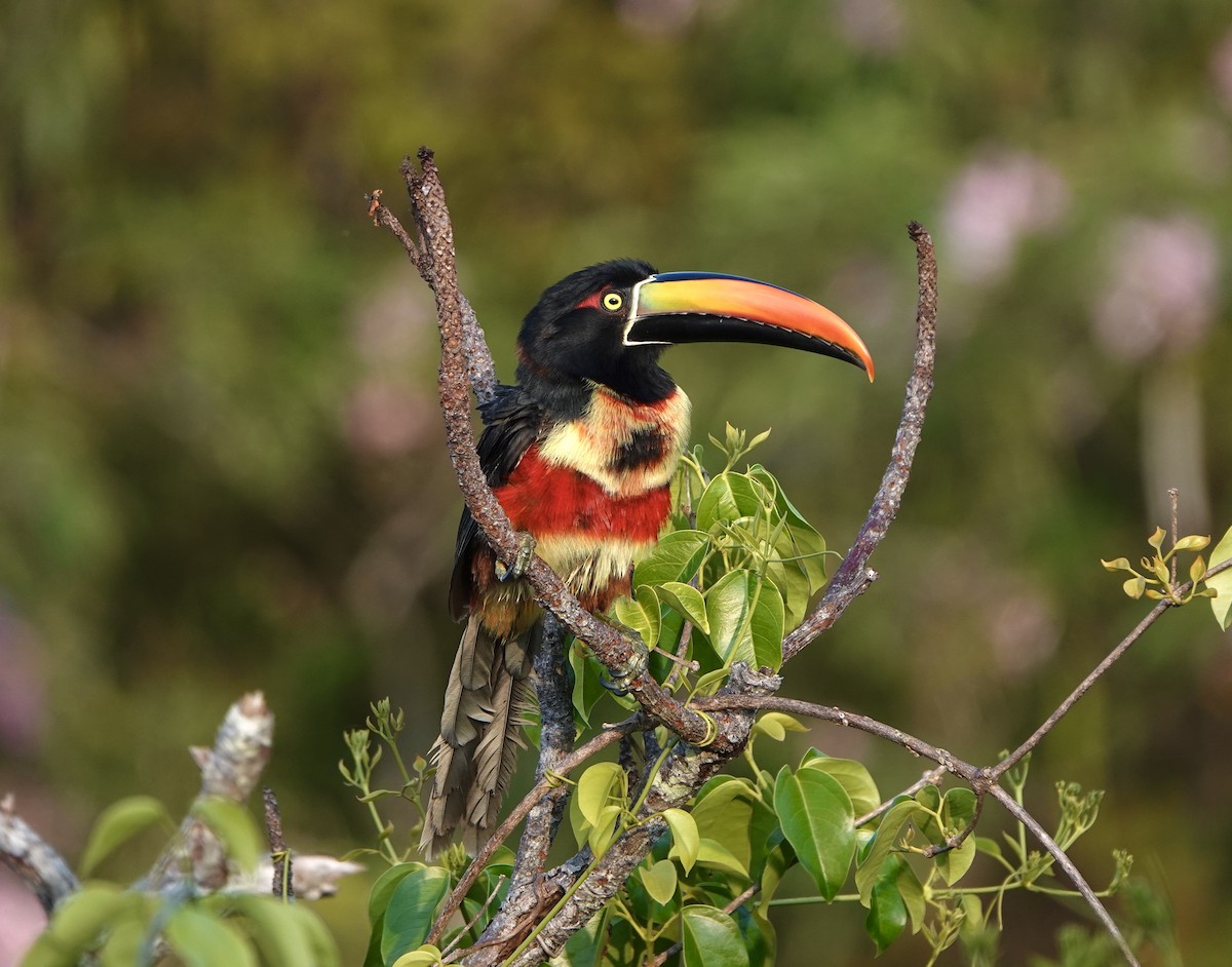 Fiery-billed Aracari - ML643070218