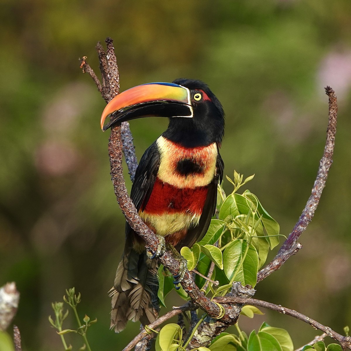 Fiery-billed Aracari - ML643070219