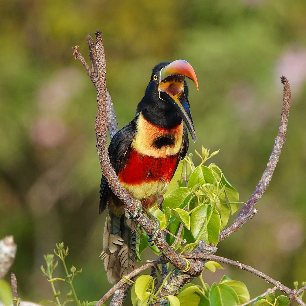 Fiery-billed Aracari - ML643070220