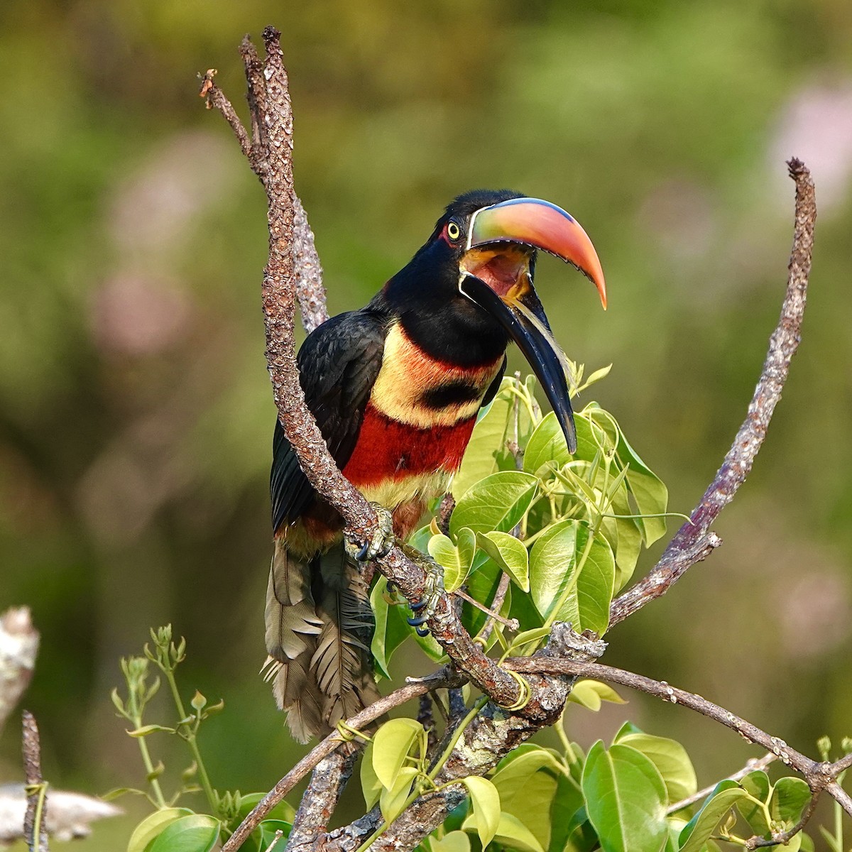 Fiery-billed Aracari - ML643070221