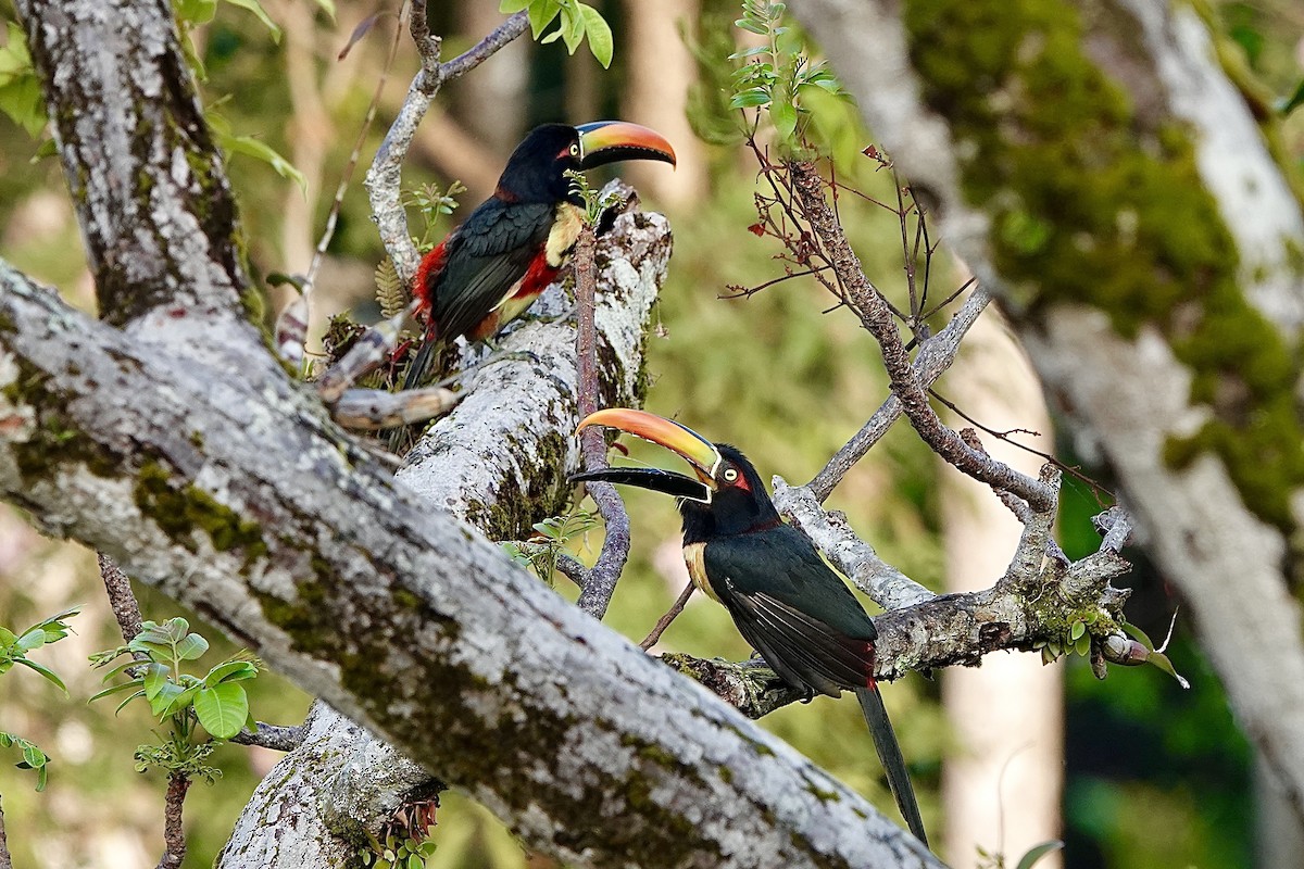 Fiery-billed Aracari - ML643070222