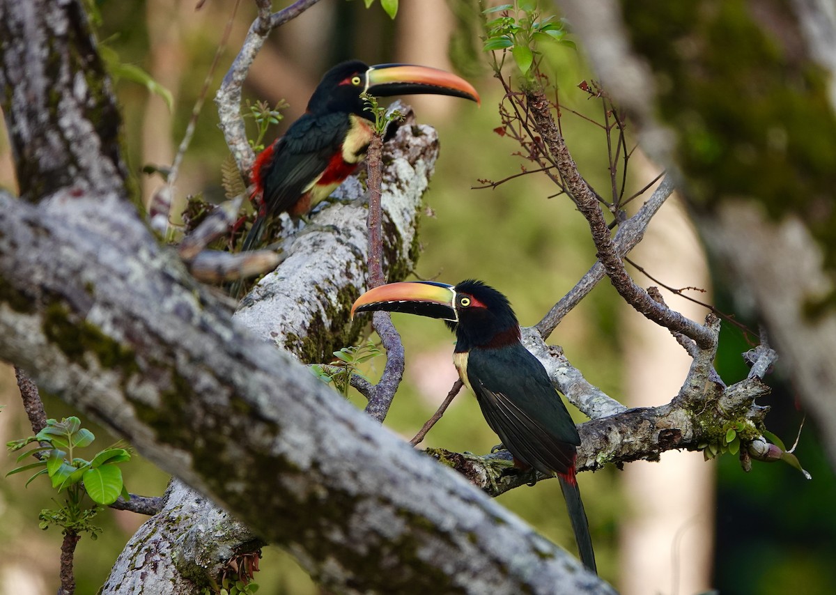 Fiery-billed Aracari - ML643070223