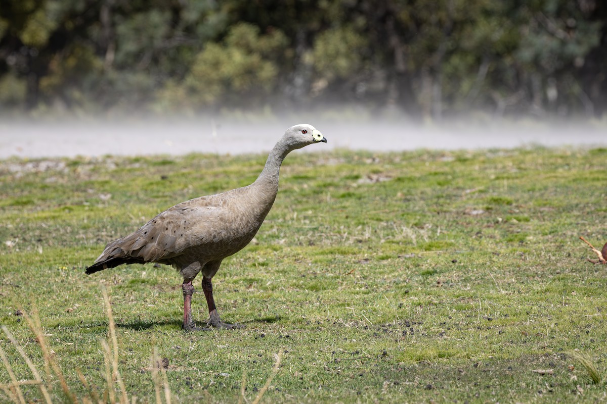 Cape Barren Goose - ML643070258