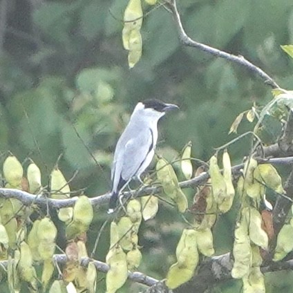 Black-crowned Tityra - ML643070260