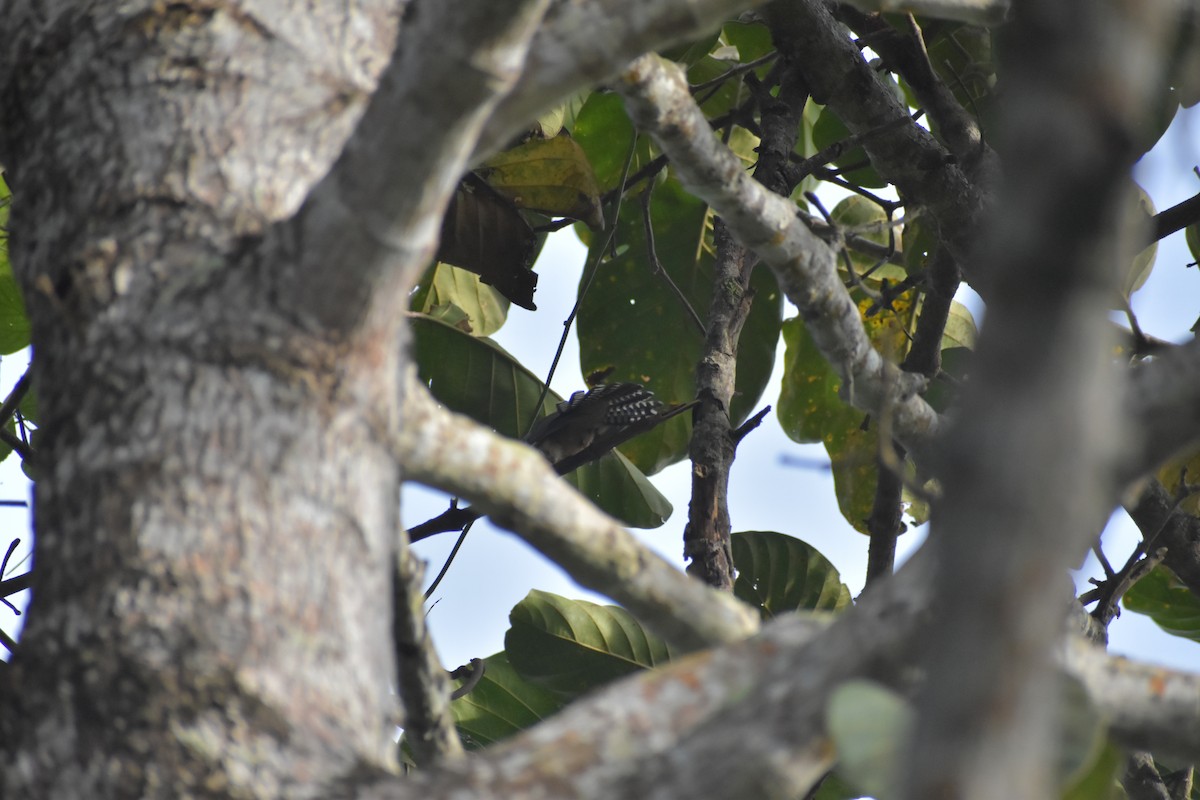 Plaintive Cuckoo - ML643070263