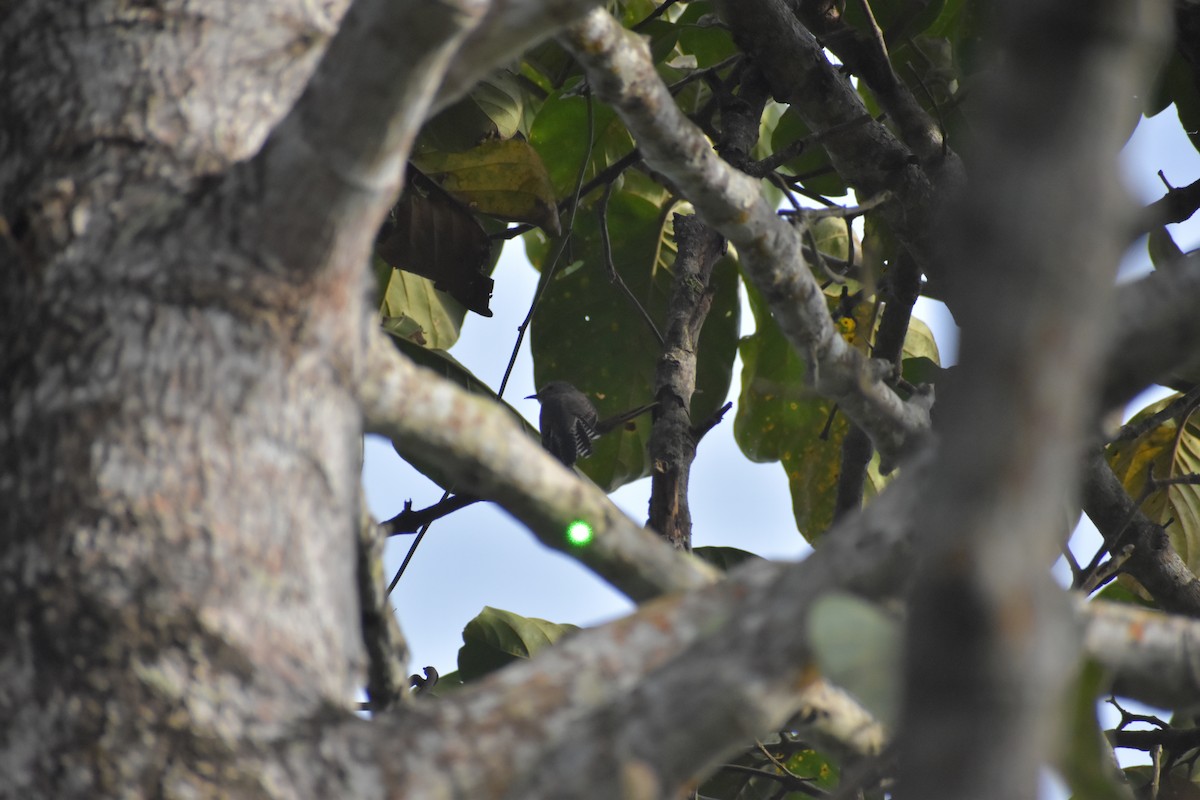 Plaintive Cuckoo - ML643070264