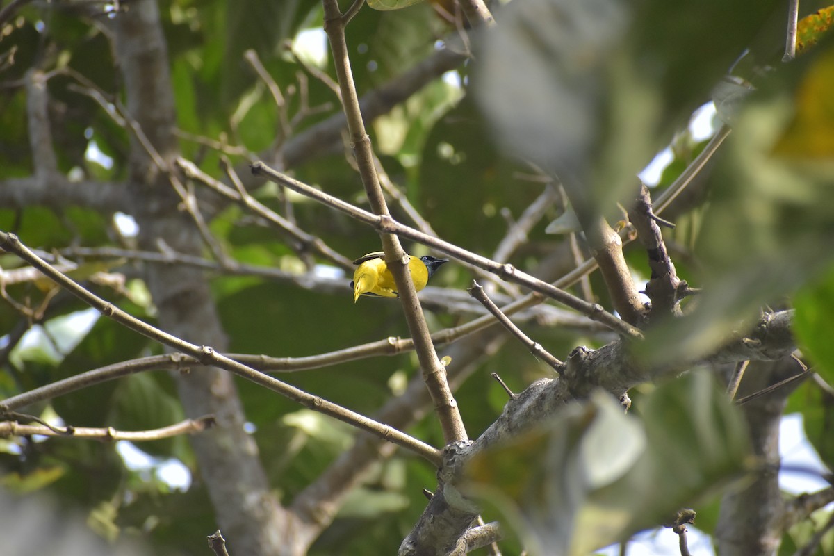 Black-headed Bulbul - ML643070274