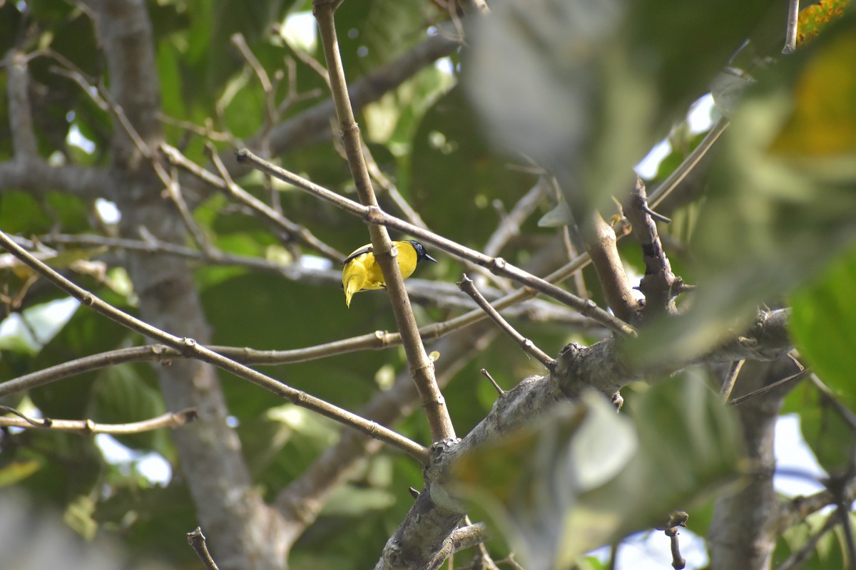 Black-headed Bulbul - ML643070275
