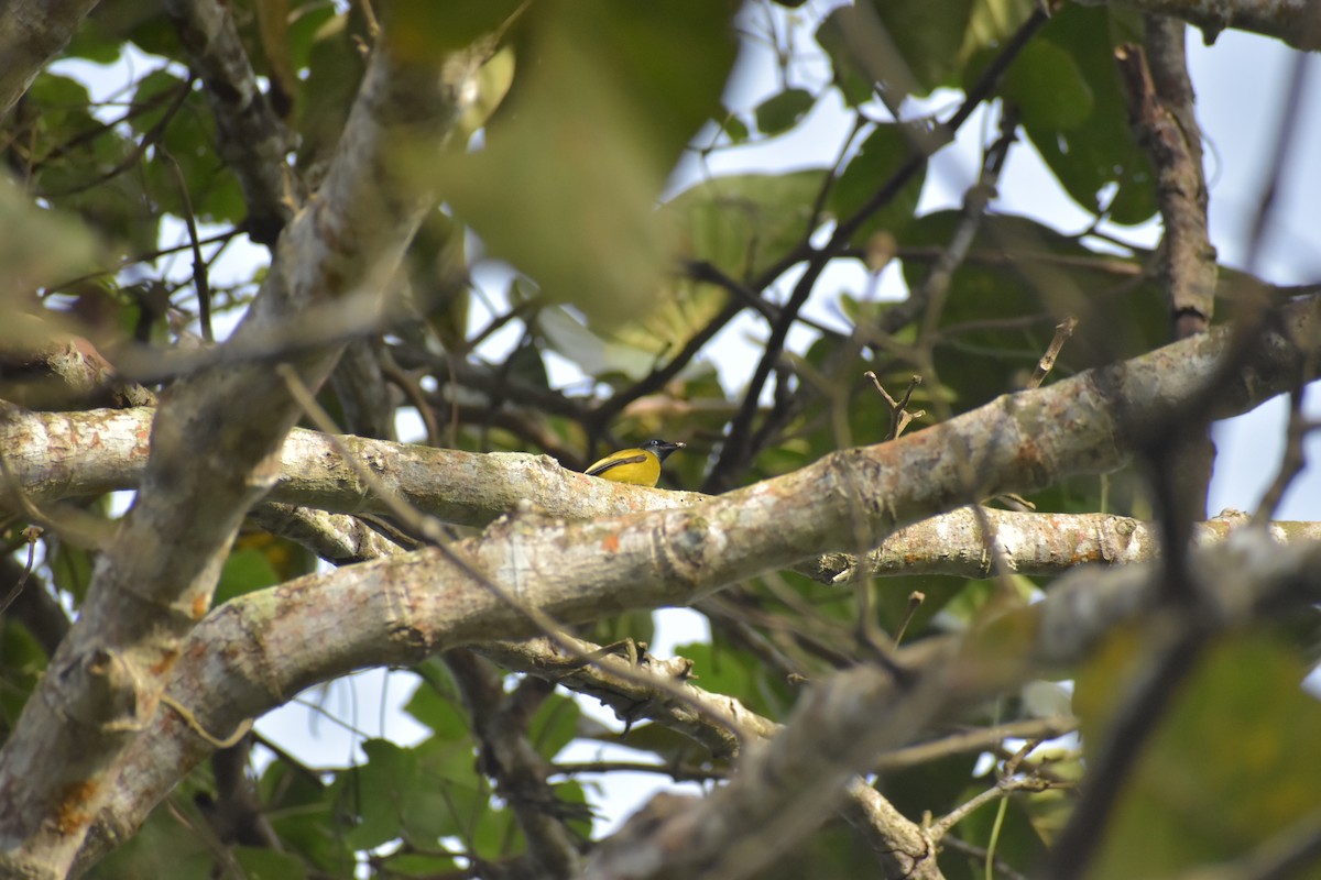 Black-headed Bulbul - ML643070276