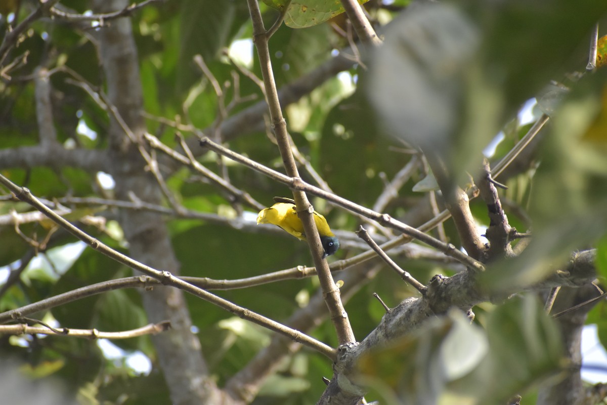 Black-headed Bulbul - ML643070277