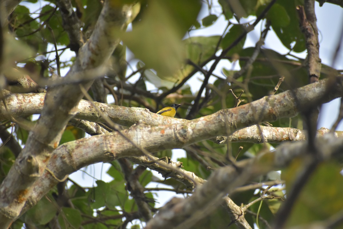Black-headed Bulbul - ML643070283