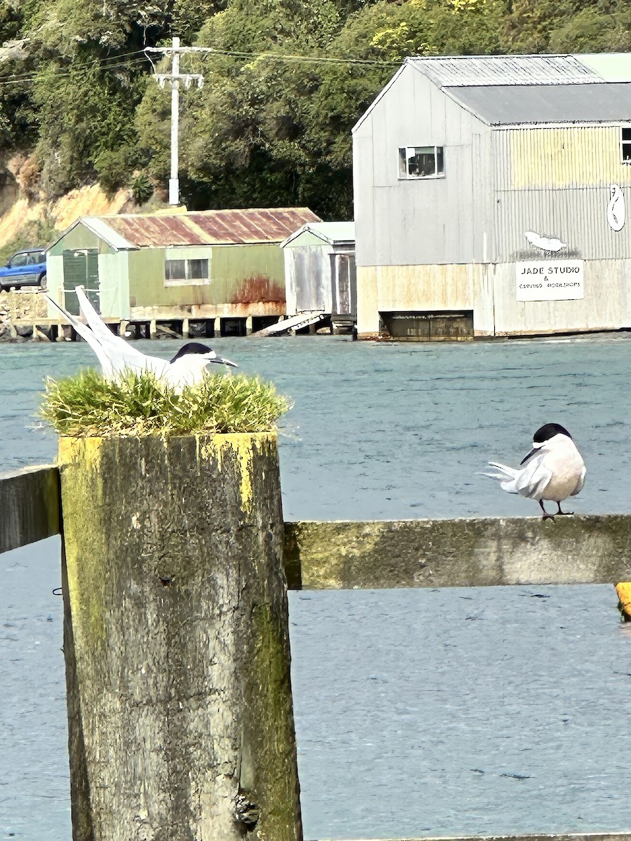 White-fronted Tern - ML643070288