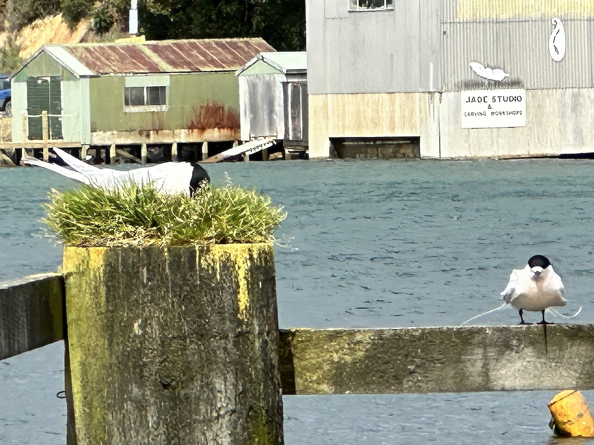 White-fronted Tern - ML643070300