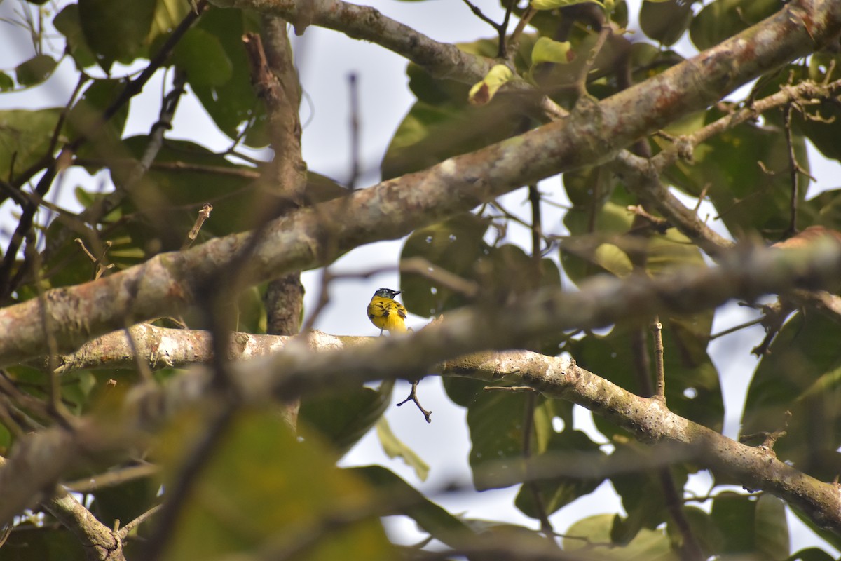 Black-headed Bulbul - ML643070302