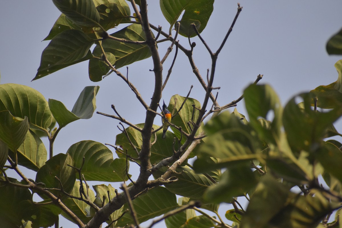 Palawan Sunbird - ML643070305