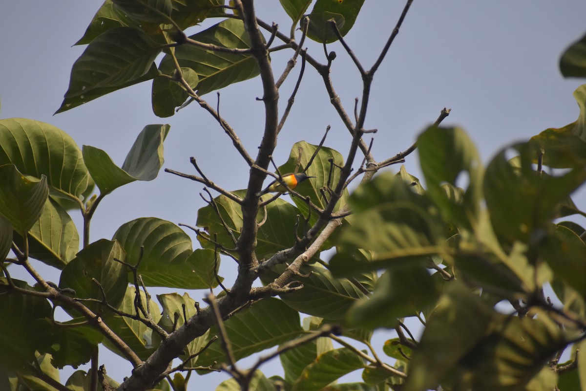 Palawan Sunbird - ML643070308