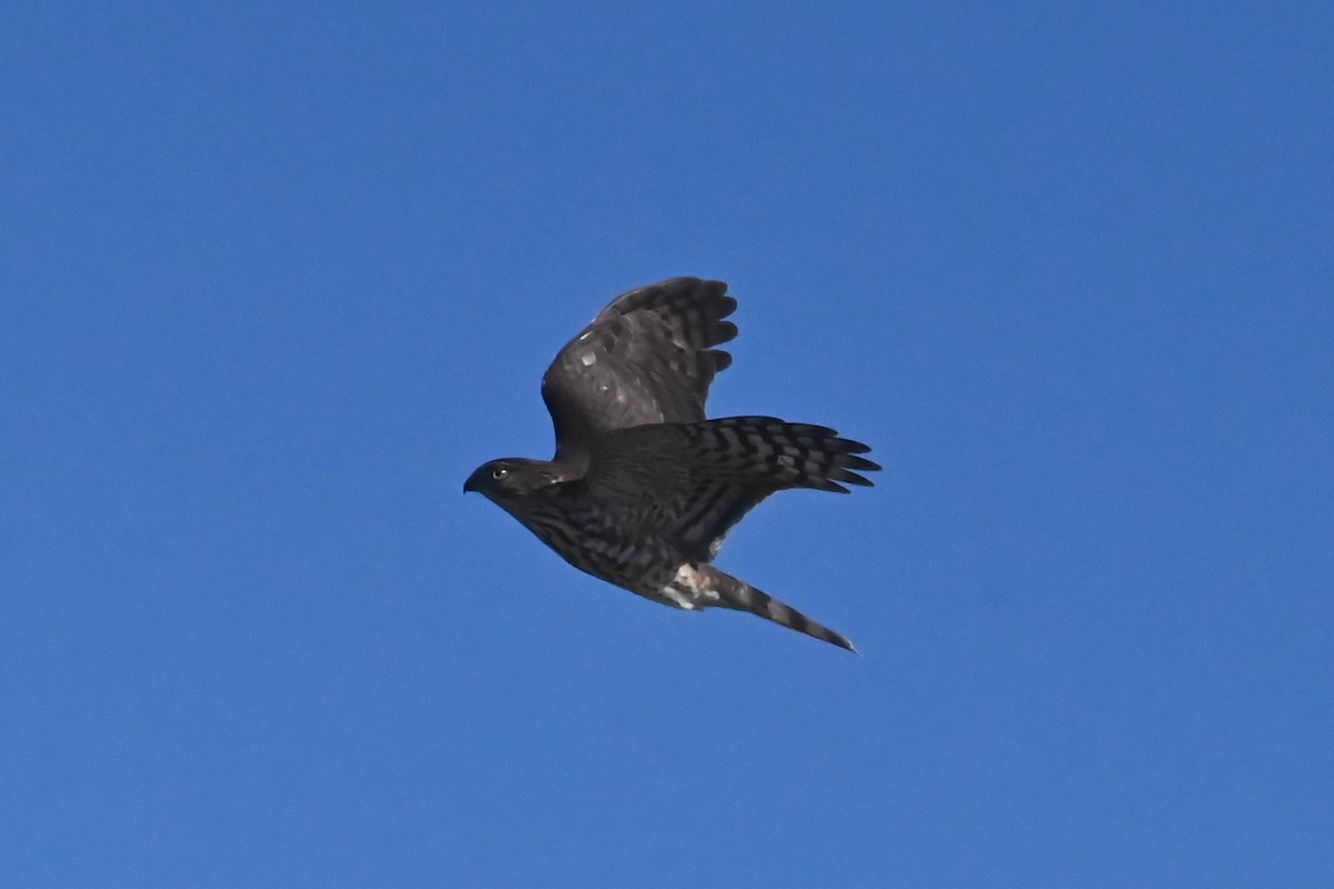 Sharp-shinned Hawk - ML643070309