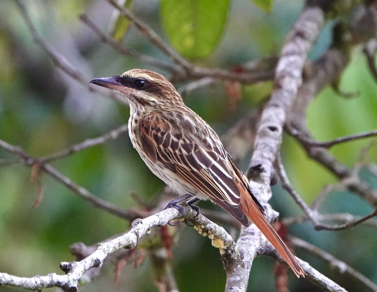 Streaked Flycatcher - ML643070317