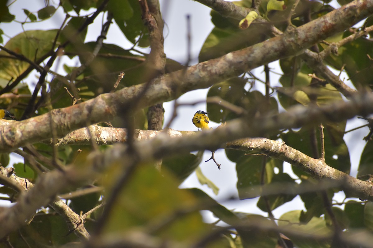 Black-headed Bulbul - ML643070320