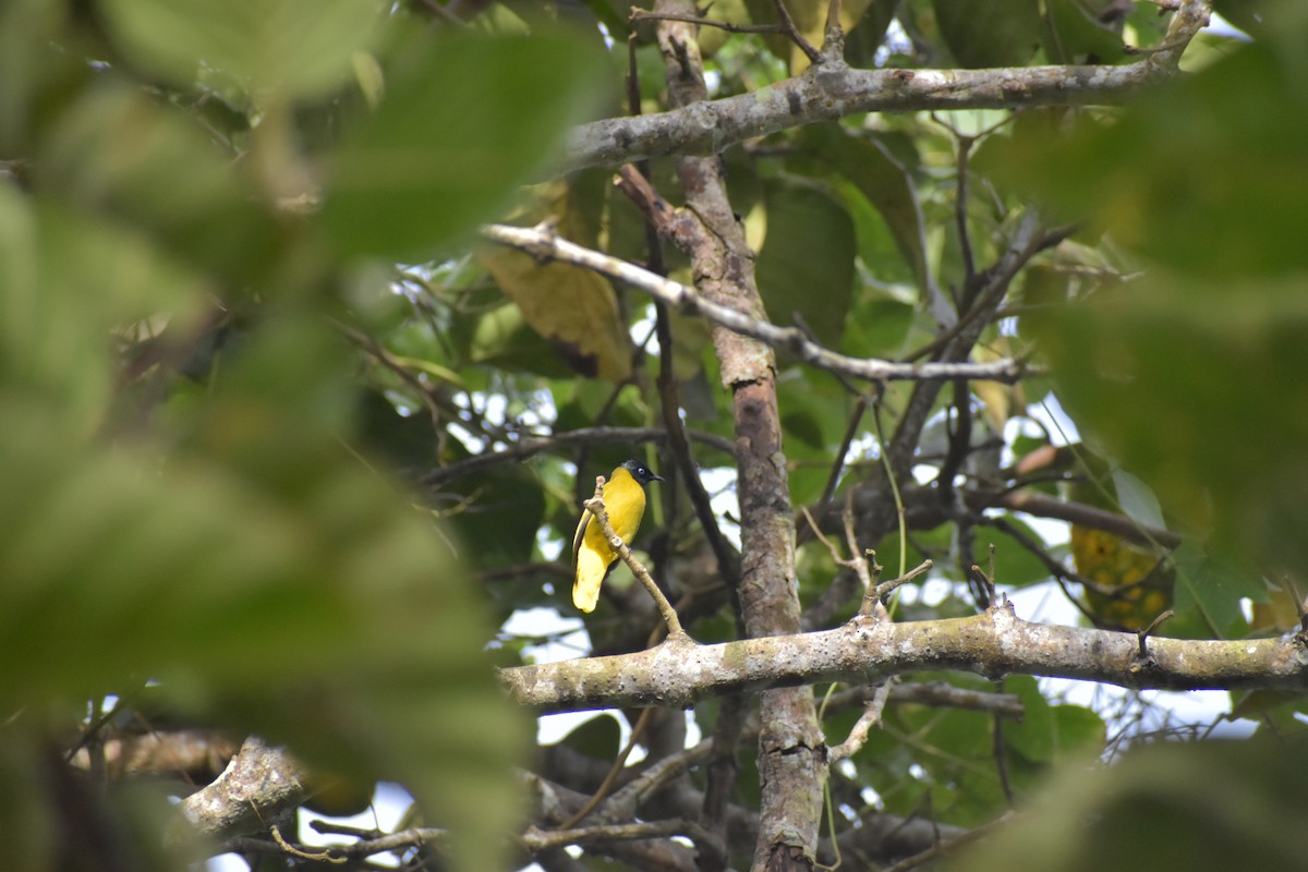 Black-headed Bulbul - ML643070321