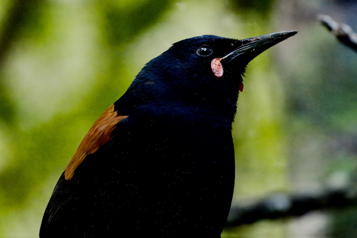 South Island Saddleback - ML643070322