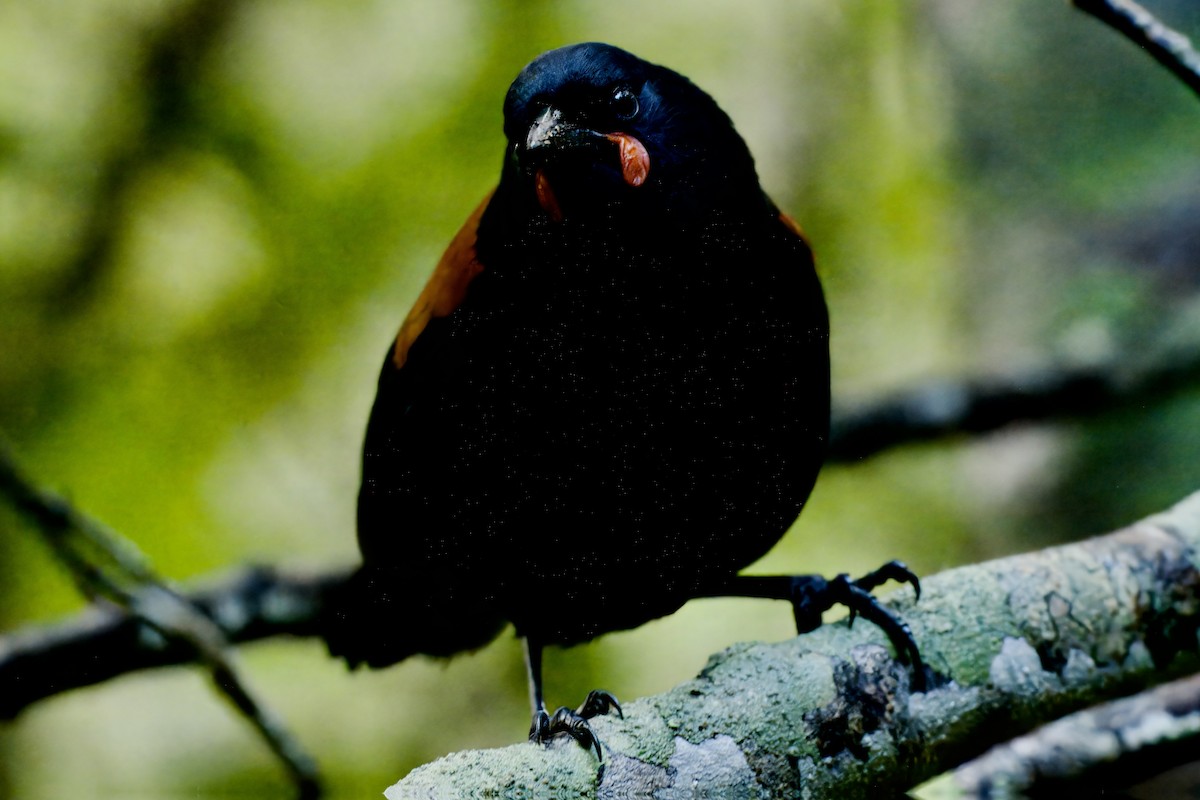 South Island Saddleback - ML643070324