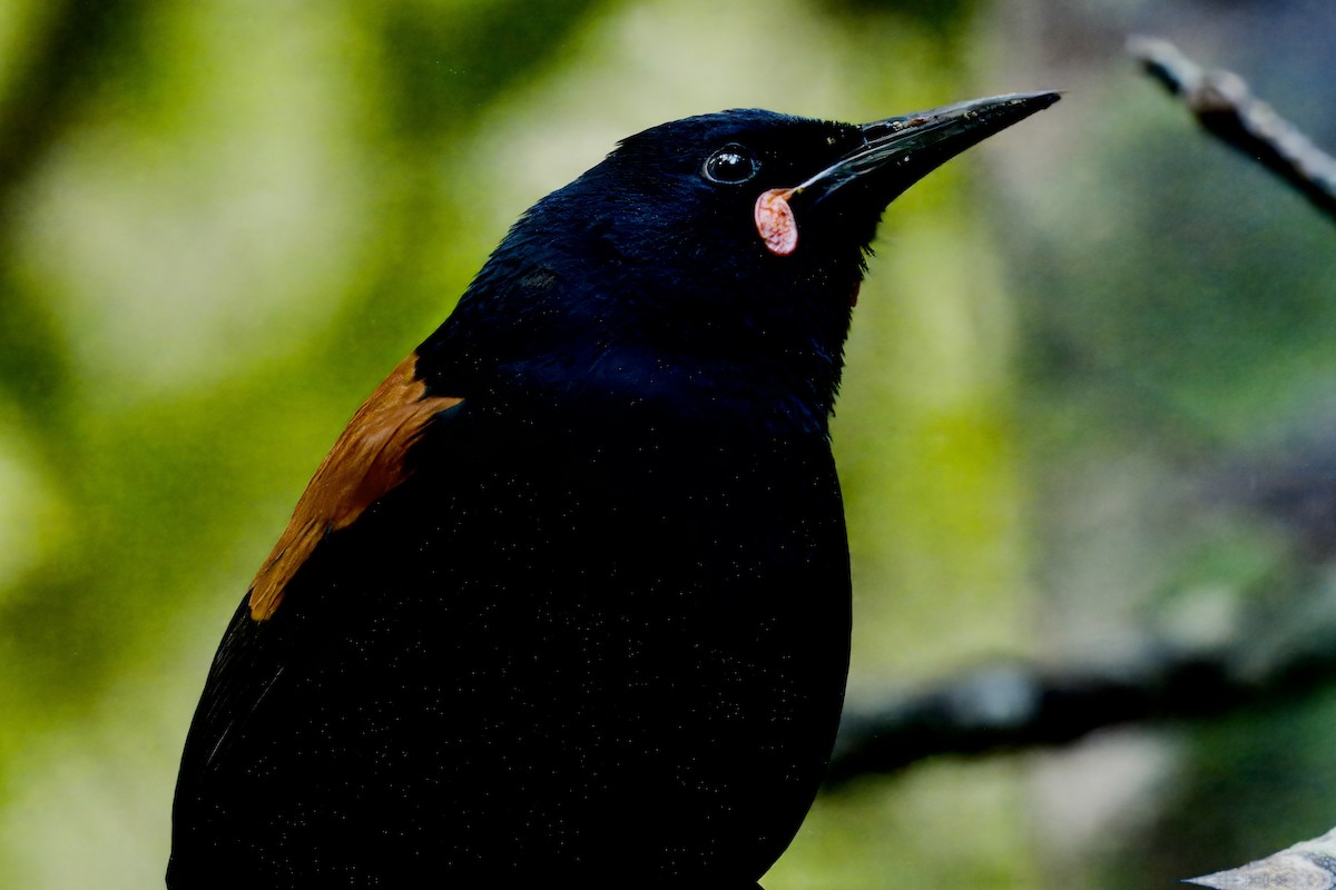 South Island Saddleback - ML643070325