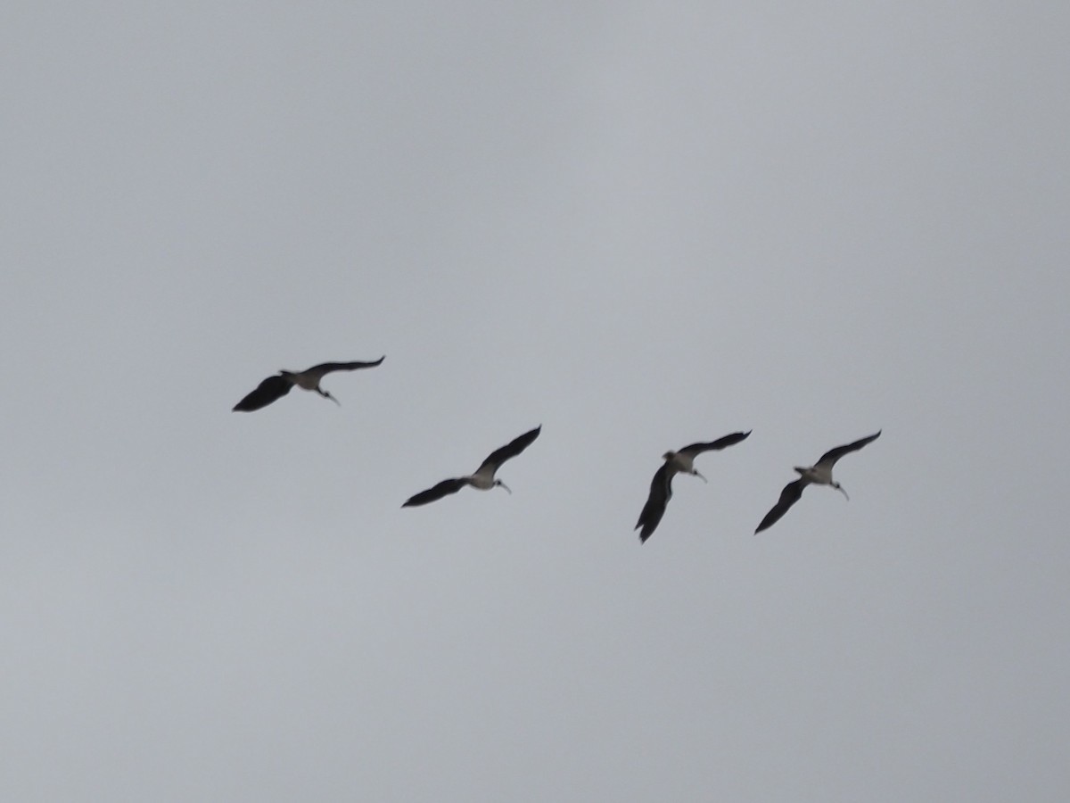 Straw-necked Ibis - ML643070327
