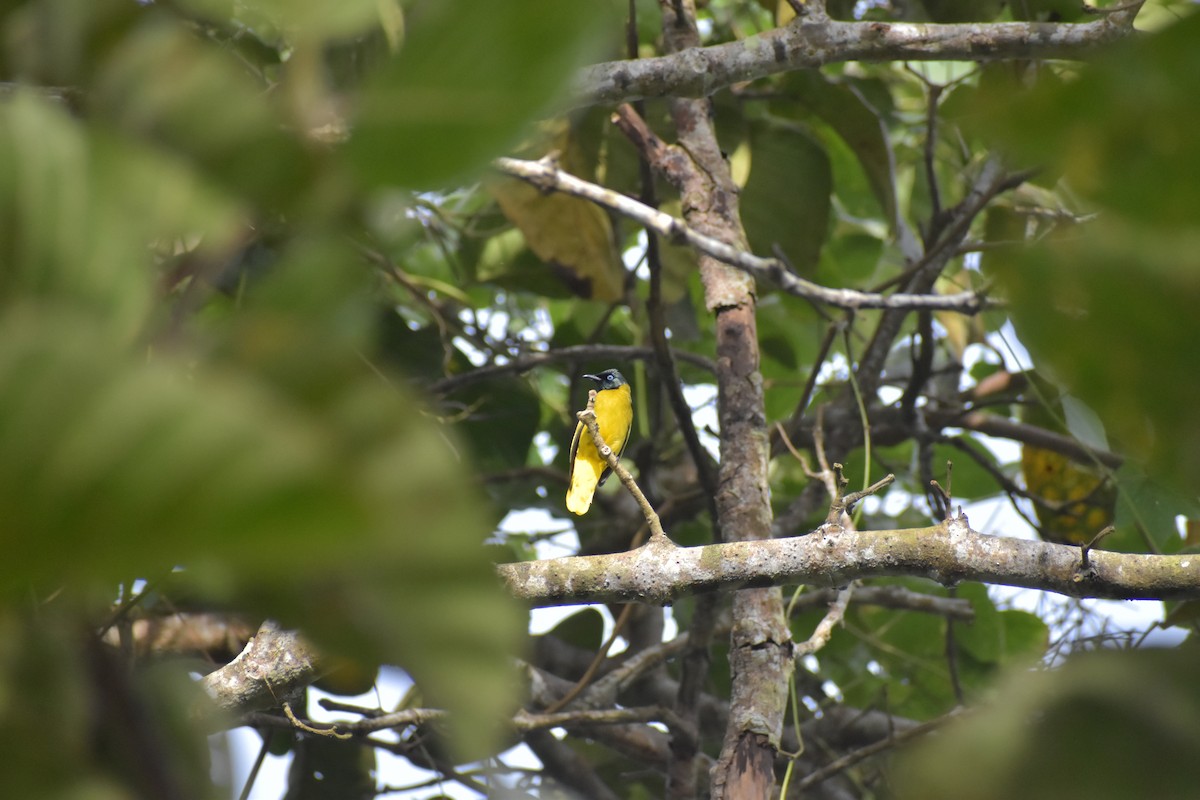 Black-headed Bulbul - ML643070329