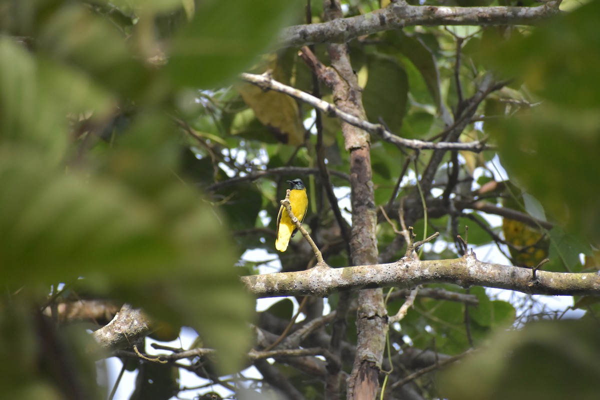 Black-headed Bulbul - ML643070330