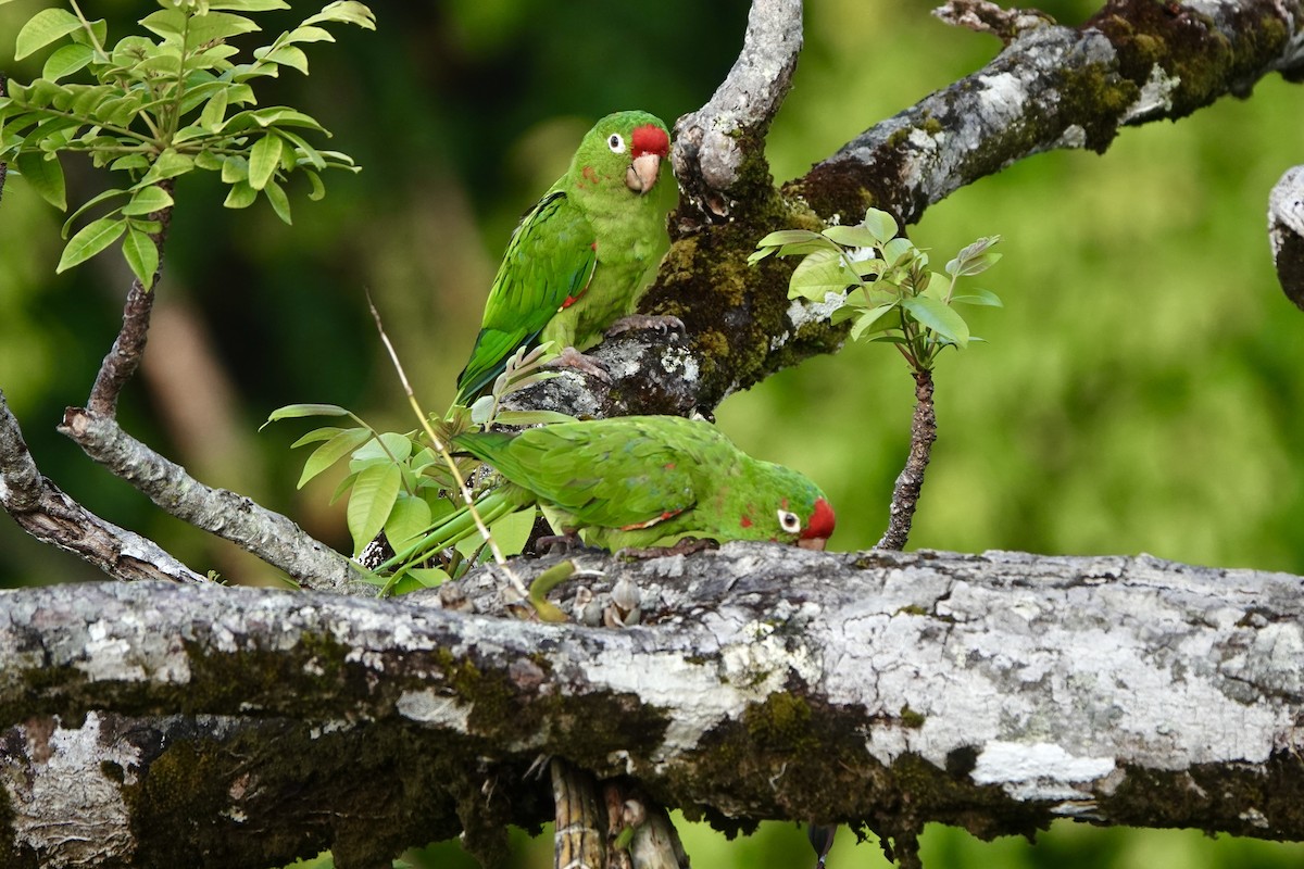 Crimson-fronted Parakeet - ML643070332
