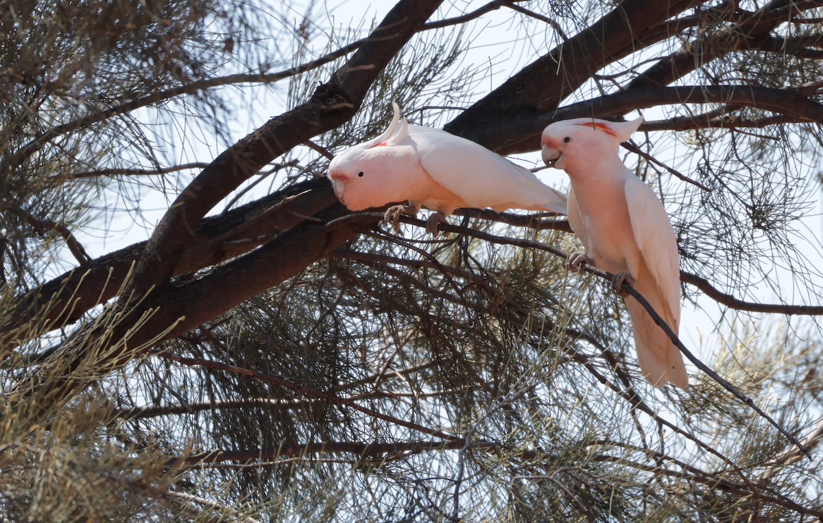 Pink Cockatoo - ML643070336