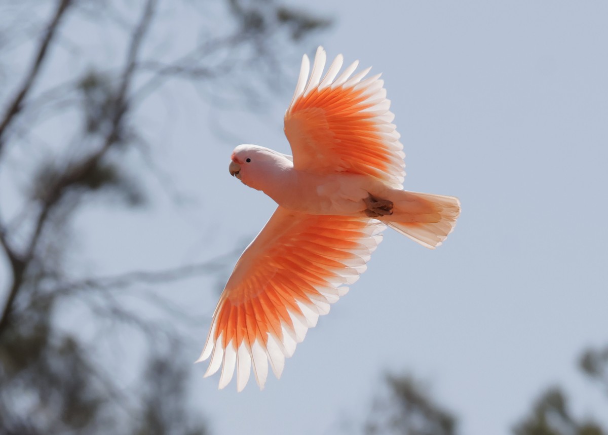 Pink Cockatoo - ML643070346