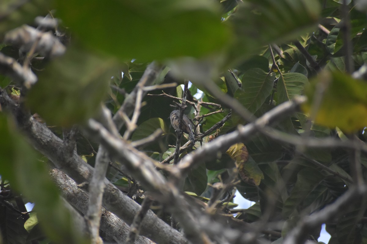 Plaintive Cuckoo - ML643070348