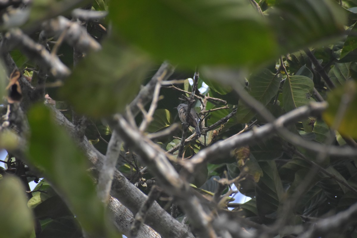 Plaintive Cuckoo - ML643070349