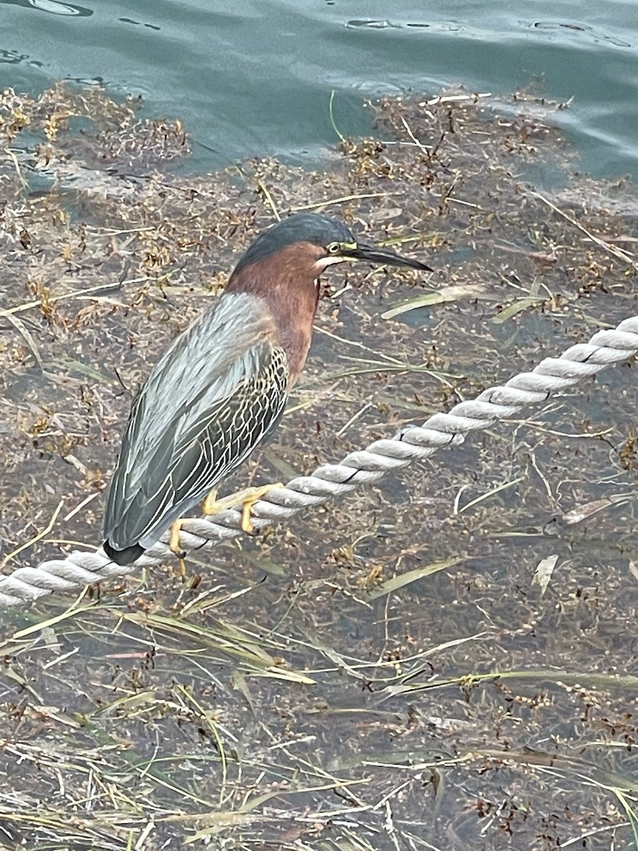Green Heron - ML643070354