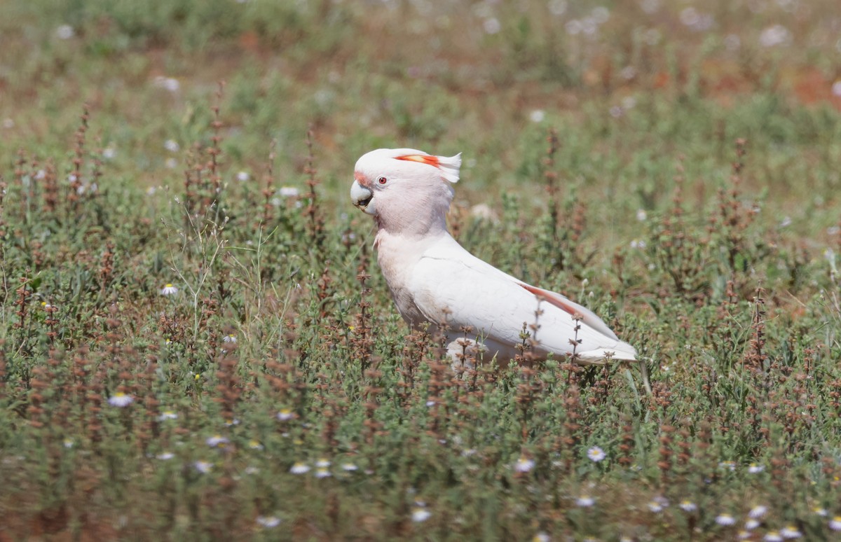 Pink Cockatoo - ML643070356