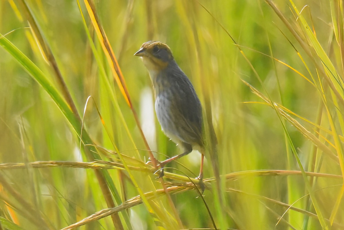 Nelson's Sparrow - ML643070357