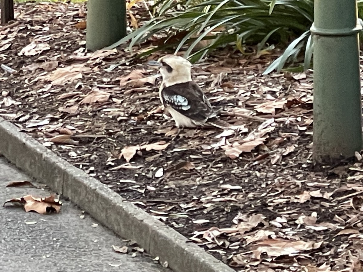 Laughing Kookaburra - ML643070376