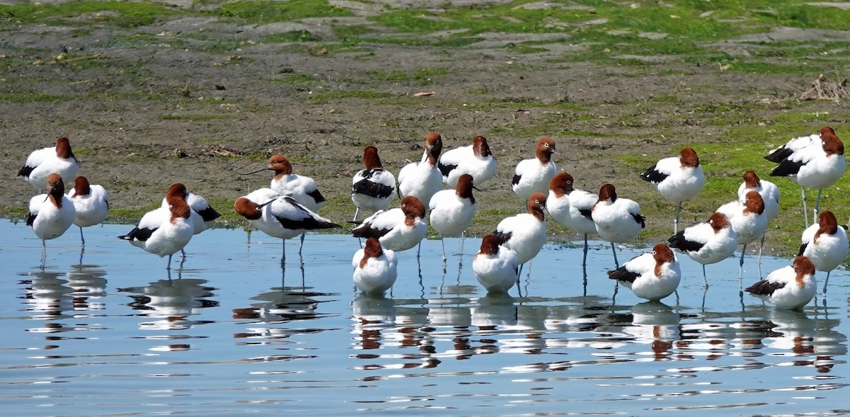 Red-necked Avocet - ML643070427