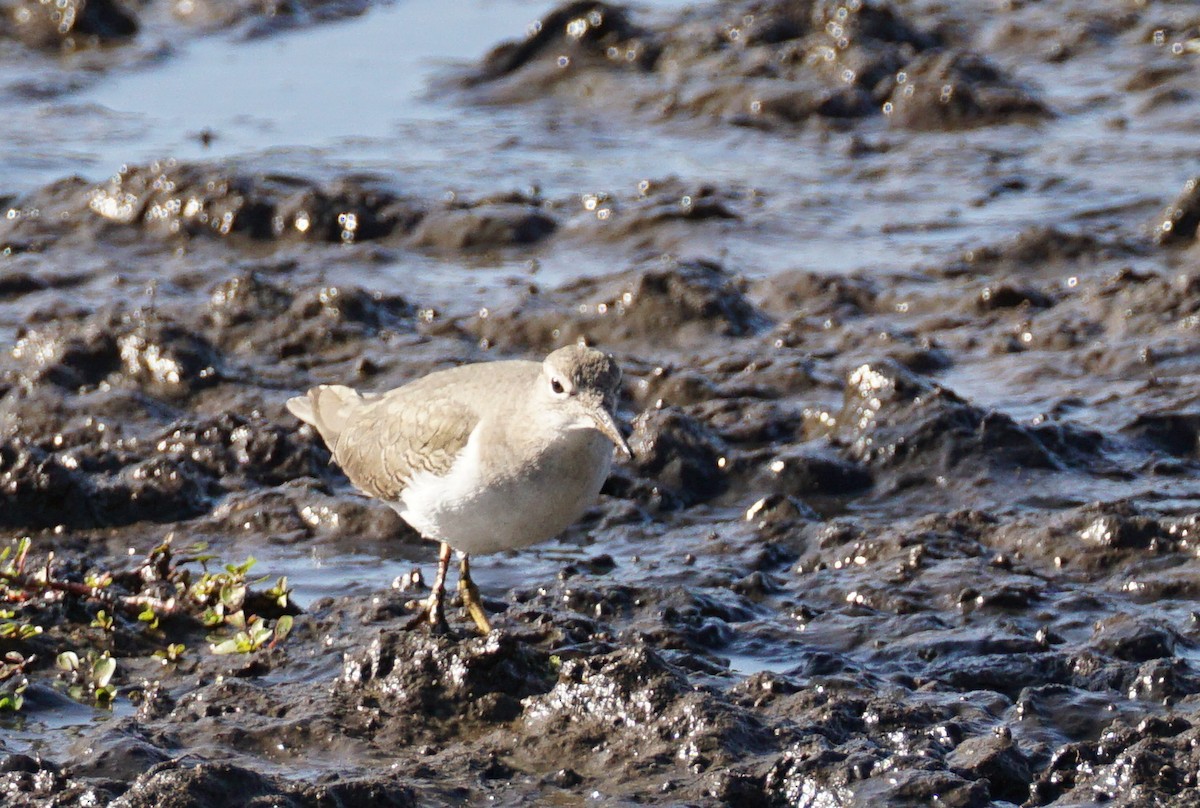 Spotted Sandpiper - ML643070437