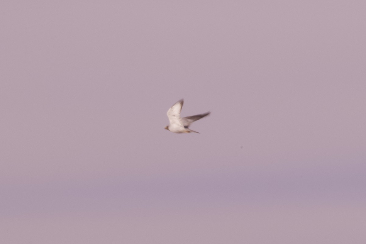 Silberfalke - ML643070448